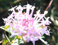 Pixie Mops, Wildflower of WA
